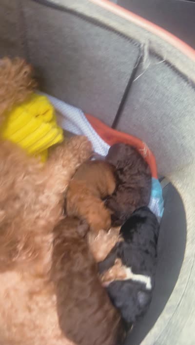 Twix (phantom), a male Poodle - Toy  for sale in Chalmette, LA – 5 of 5