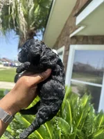 Black Panther , a male Poodle - Toy  for sale in Chalmette, LA – 2 of 6