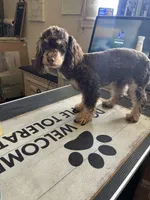 Drew , a male Poodle - Miniature  for sale in Chalmette, LA – 5 of 6