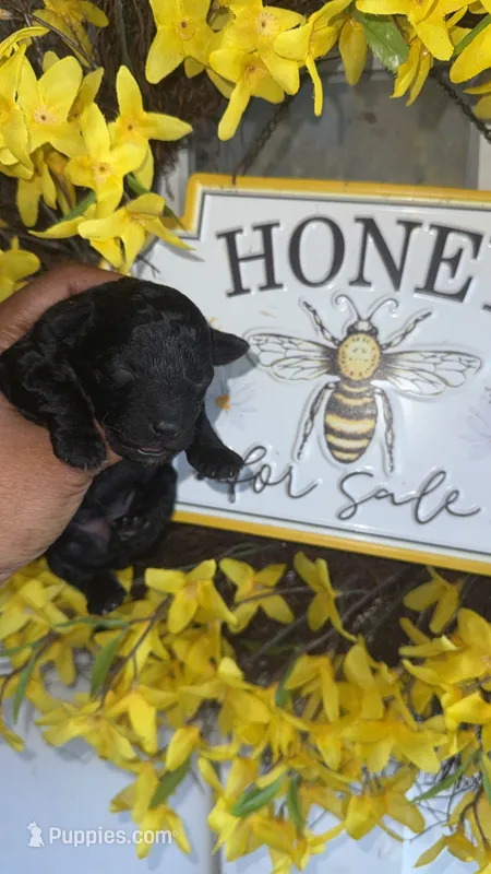 Natalie – Poodle - Toy  puppy for sale in Chalmette, LA