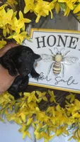 Natalie, a female Poodle - Toy  for sale in Chalmette, LA – 1 of 5