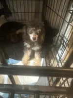 Tiny Jack , a male Poodle - Toy  for sale in Chalmette, LA – 5 of 5