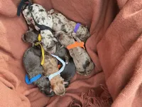 Brown Merle boy A (ckc), a male Poodle - Miniature  for sale in Chalmette, LA – 4 of 4