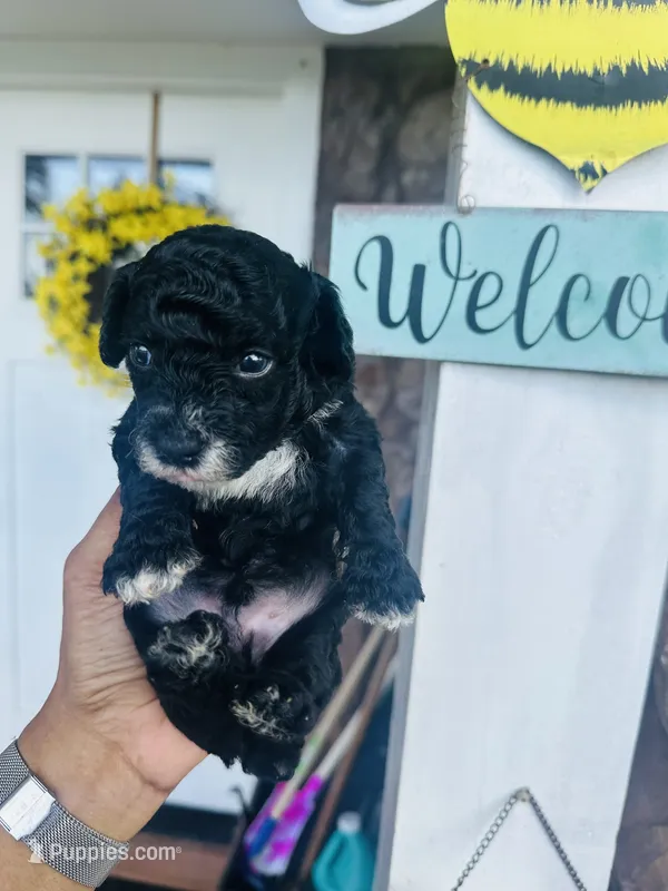 Mr.Tuxedo  – Poodle - Toy  puppy for sale in Chalmette, LA