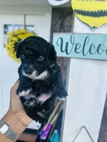 Mr.Tuxedo , a male Poodle - Toy  for sale in Chalmette, LA – 1 of 7