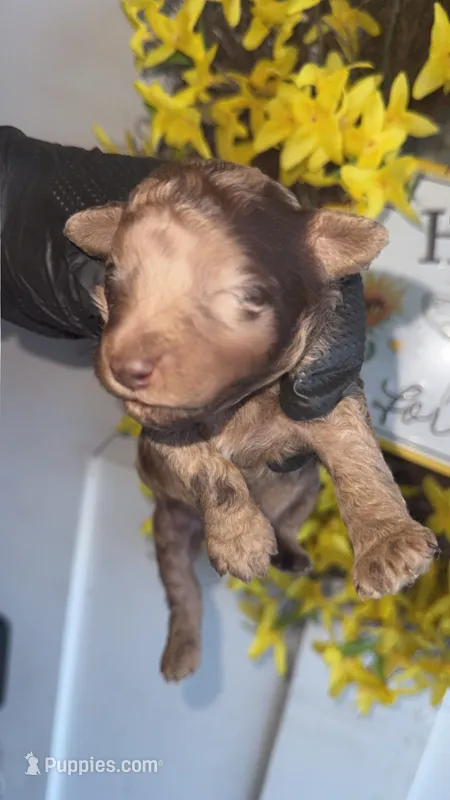 Brown Merle boy A (ckc) – Poodle - Miniature  puppy for sale in Chalmette, LA