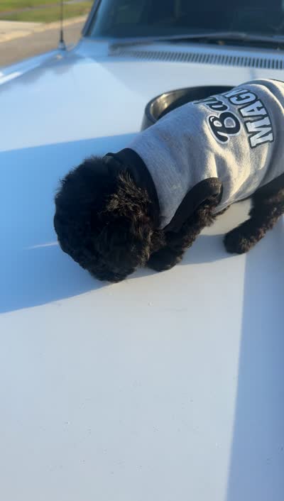 Mr.Tuxedo was stolen by someone on puppies.con, a male Poodle - Toy  for sale in Chalmette, LA – 7 of 7