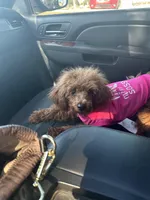 Cherry Ann , a female Poodle - Toy  for sale in Chalmette, LA – Photo 10 of 10