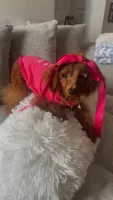 Cherry Ann , a female Poodle - Toy  for sale in Chalmette, LA – Photo 9 of 10