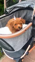 Cherry Ann , a female Poodle - Toy  for sale in Chalmette, LA – Photo 8 of 10