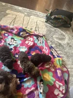 Jack , a male Poodle - Toy  for sale in Chalmette, LA – 4 of 5