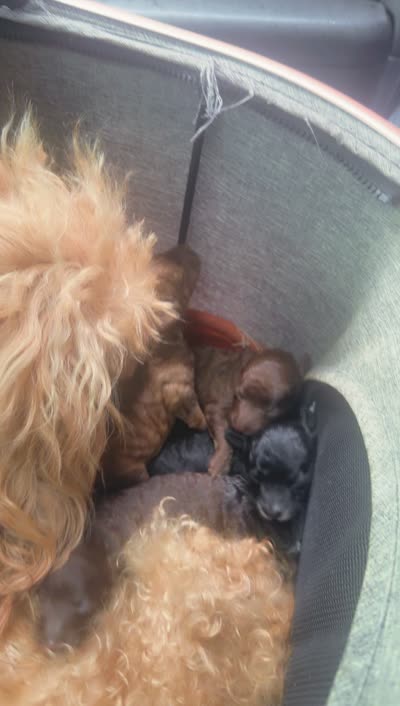 Snickers , a male Poodle - Toy  for sale in Chalmette, LA – 5 of 5