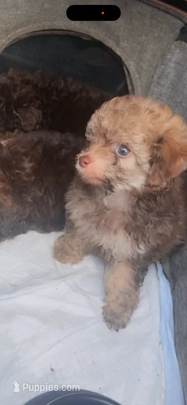 Tiny Jack  – Poodle - Toy  puppy for sale in Chalmette, LA