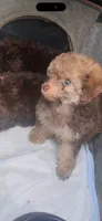 Tiny Jack , a male Poodle - Toy  for sale in Chalmette, LA – 1 of 5