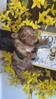Brown Merle boy A (ckc), a male Poodle - Miniature  for sale in Chalmette, LA – 2 of 4