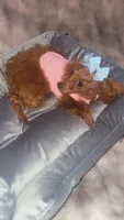 Spice , a  Poodle - Toy  for sale in Chalmette, LA – 3 of 4