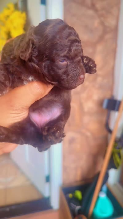 Brownie , a female Poodle - Toy  for sale in Chalmette, LA – 5 of 5