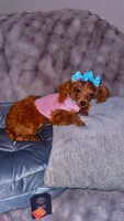 Spice , a  Poodle - Toy  for sale in Chalmette, LA – 1 of 4