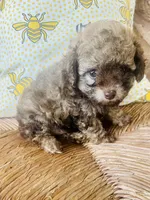 Tiny Jack , a male Poodle - Toy  for sale in Chalmette, LA – 3 of 5