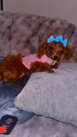 Spice , a  Poodle - Toy  for sale in Chalmette, LA – 2 of 4