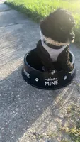 Mr.Tuxedo was stolen by someone on puppies.con, a male Poodle - Toy  for sale in Chalmette, LA – 2 of 7
