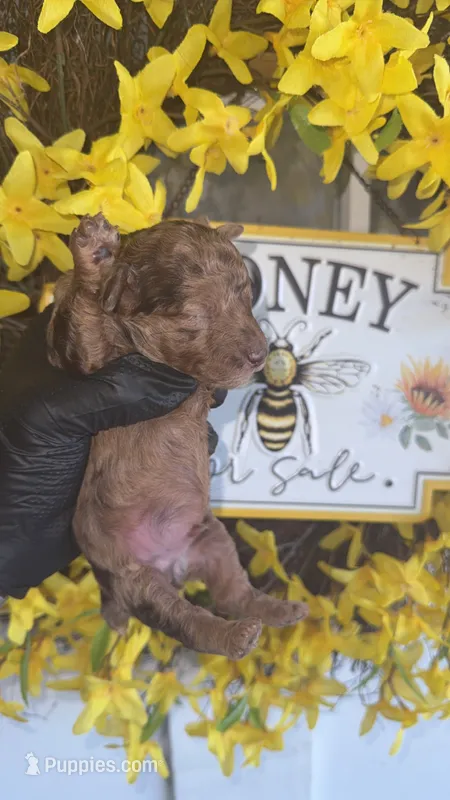 Brown Merle Boy B (CKC), a male Poodle - Miniature  for sale in Chalmette, LA – 1 of 4