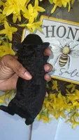 Natalie, a female Poodle - Toy  for sale in Chalmette, LA – 2 of 5