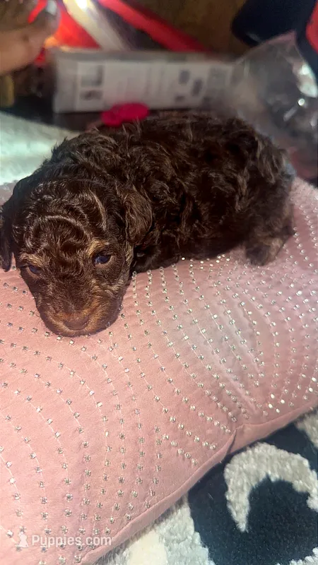 Jagger  – Poodle - Toy  puppy for sale in Chalmette, LA