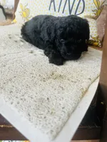 Axe , a male Poodle - Miniature  for sale in Chalmette, LA – 2 of 3