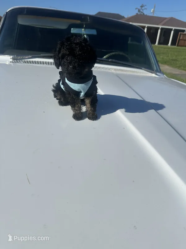 Pubert ( negotiable ) – Poodle - Toy  puppy for sale in Chalmette, LA