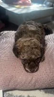 Jack , a male Poodle - Toy  for sale in Chalmette, LA – 2 of 5