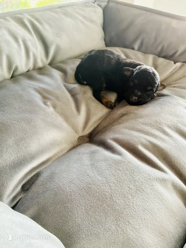 Pubert  – Poodle - Toy  puppy for sale in Chalmette, LA