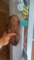 Twix (phantom), a male Poodle - Toy  for sale in Chalmette, LA – 2 of 5