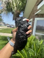 Black Panther , a male Poodle - Toy  for sale in Chalmette, LA – 3 of 6