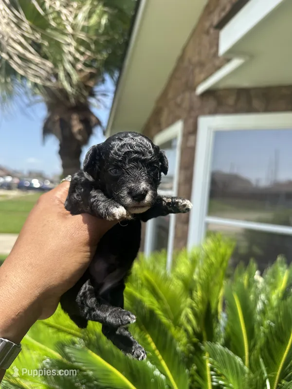 Black Panther  – Poodle - Toy  puppy for sale in Chalmette, LA