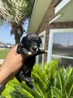 Black Panther , a male Poodle - Toy  for sale in Chalmette, LA – 1 of 6