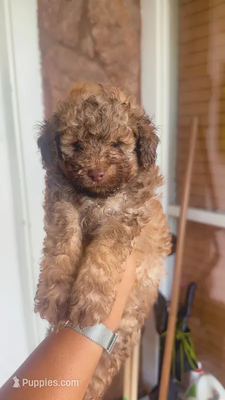 Twix (phantom) – Poodle - Toy  puppy for sale in Chalmette, LA