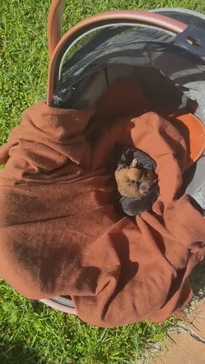 Coal (CKC), a male Poodle - Toy  for sale in Chalmette, LA – 4 of 4