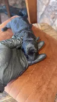 Coal (CKC), a male Poodle - Toy  for sale in Chalmette, LA – 2 of 4