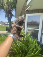Snickers , a male Poodle - Toy  for sale in Chalmette, LA – 2 of 5