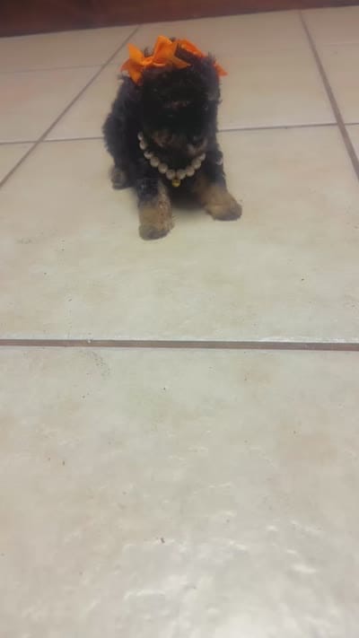 Wednesday (tea cup ), a female Poodle - Toy  for sale in Chalmette, LA – 4 of 8