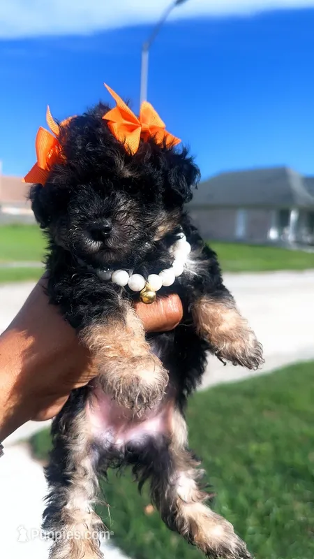 Wednesday (tea cup ) – Poodle - Toy  puppy for sale in Chalmette, LA
