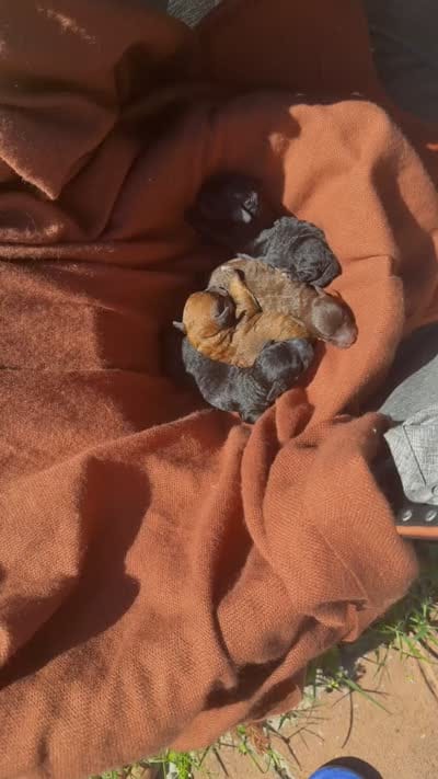 Red Phantom boy(CkC ), a male Poodle - Toy  for sale in Chalmette, LA – 6 of 8