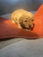 Drew , a male Poodle - Miniature  for sale in Chalmette, LA – 1 of 6
