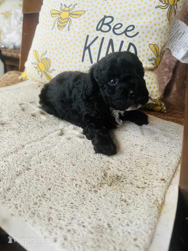 Axe  – Poodle - Miniature  puppy for sale in Chalmette, LA