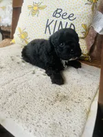 Axe , a male Poodle - Miniature  for sale in Chalmette, LA – 1 of 3