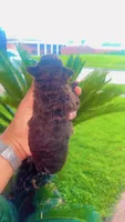 Brownie , a female Poodle - Toy  for sale in Chalmette, LA – 2 of 5
