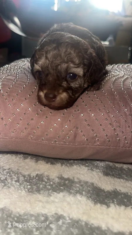 Jack  – Poodle - Toy  puppy for sale in Chalmette, LA