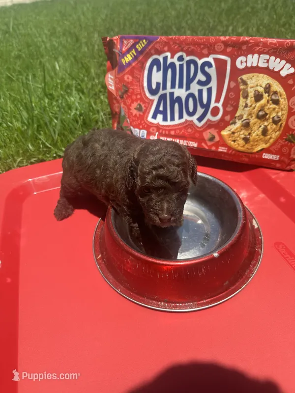 Snickers  – Poodle - Toy  puppy on hold in Chalmette, LA