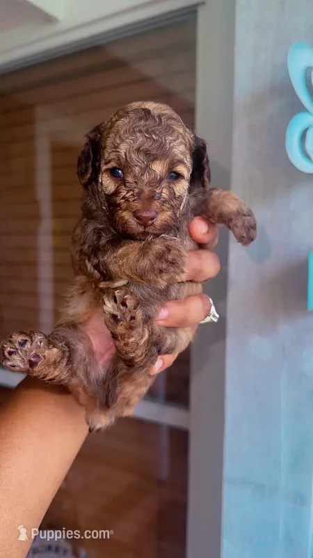 Twix (phantom) – Poodle - Toy  puppy on hold in Chalmette, LA